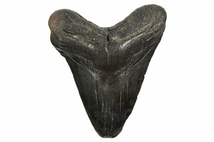 Fossil Megalodon Tooth - South Carolina #340164